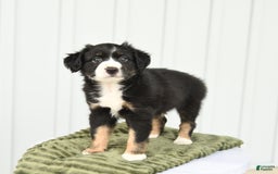 Miniature Australian Shepherd dogs for sale: Bandit - Image 3