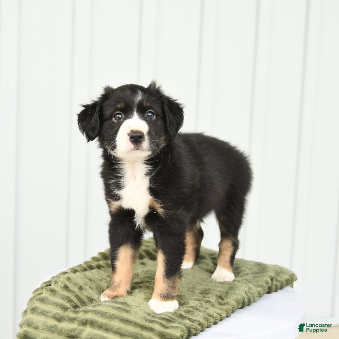 Miniature Australian Shepherd dogs for sale: Bandit - Image 3
