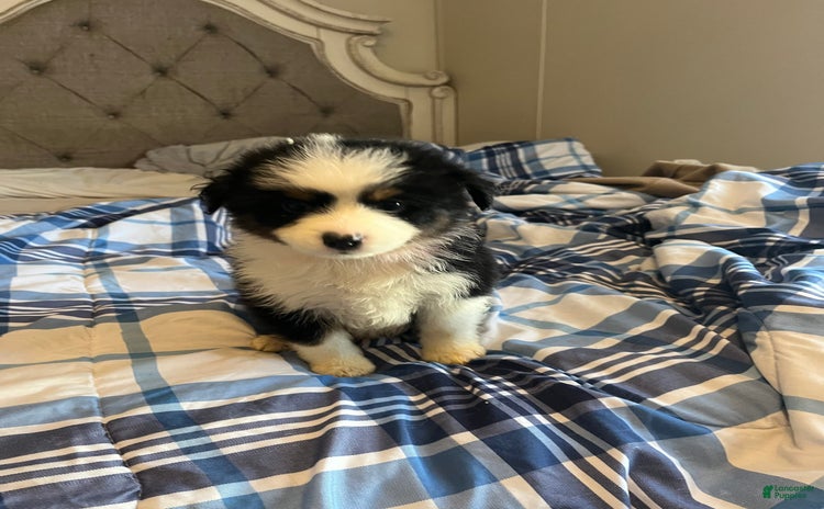 Miniature Australian Shepherd dogs for sale - Ad 5