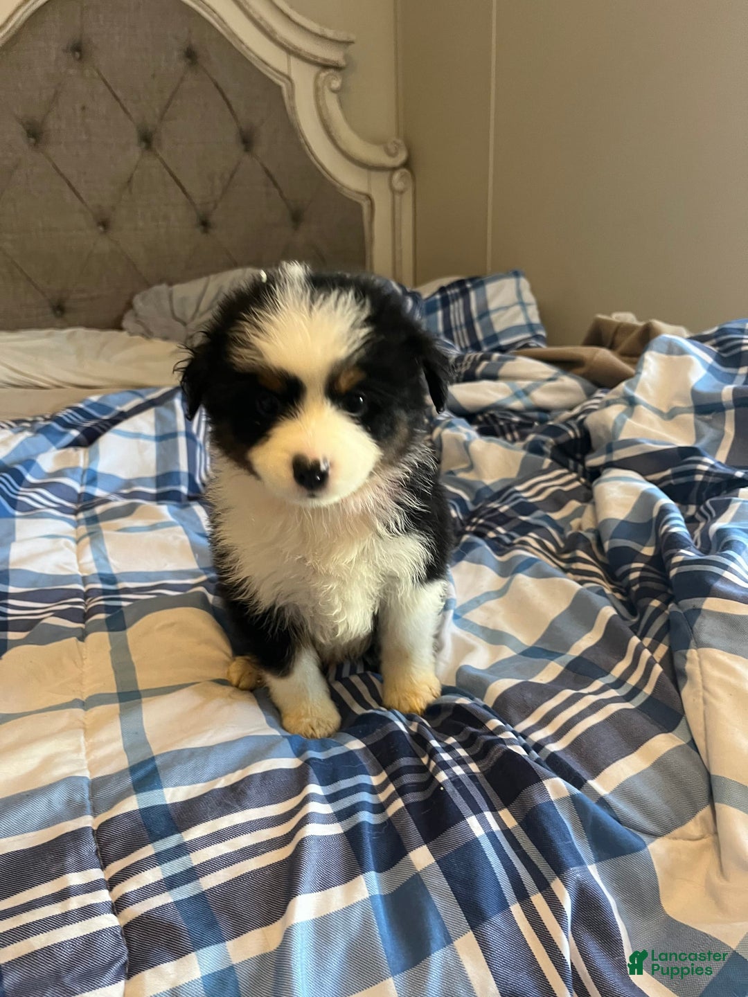 Miniature Australian Shepherd dogs for sale: Red - Image 1