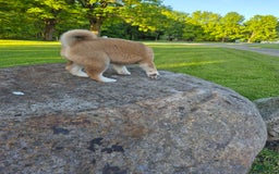 Shiba Inu dogs for sale: Rosie - Image 2