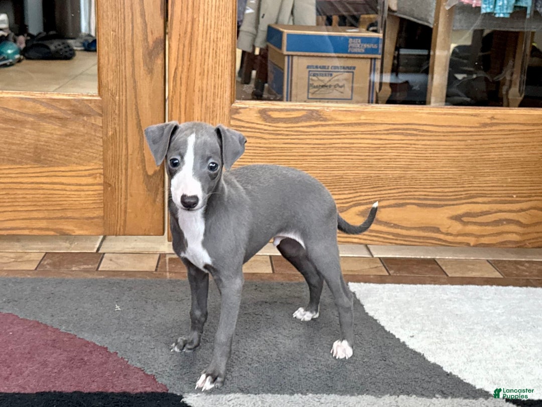 Italian Greyhound dogs for sale: Joey - Image 11