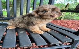 Mini Aussiedoodle dogs for sale: Ringo - Image 11