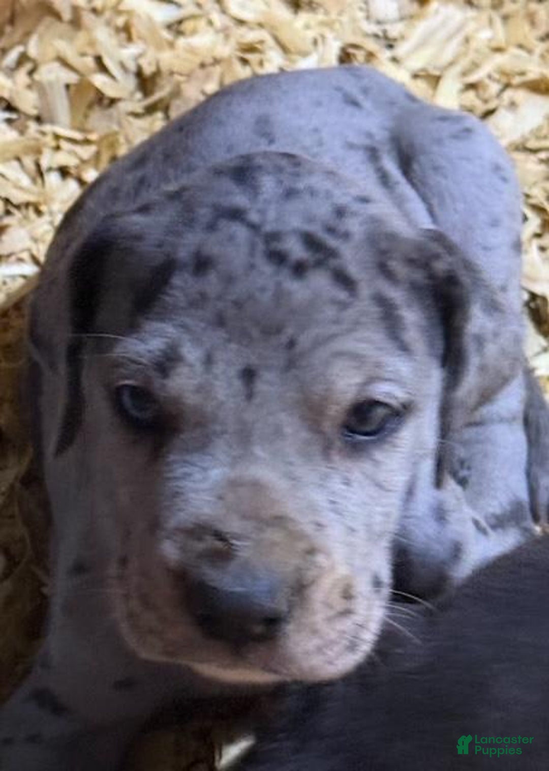 Great Dane dogs for sale: Lilly - Merle - Image 10