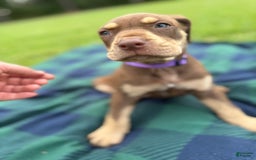 Catahoula Leopard Dog dogs for sale: Purple - Image 2