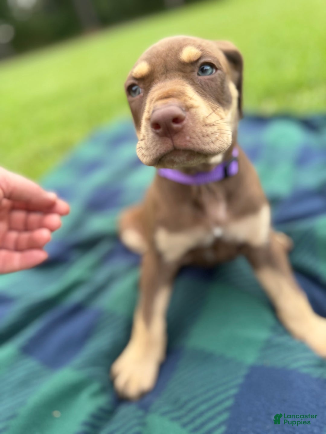 Catahoula Leopard Dog dogs for sale: Purple - Image 2