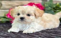 Cavalier King Charles Spaniel dogs for sale: Enzo - Image 1