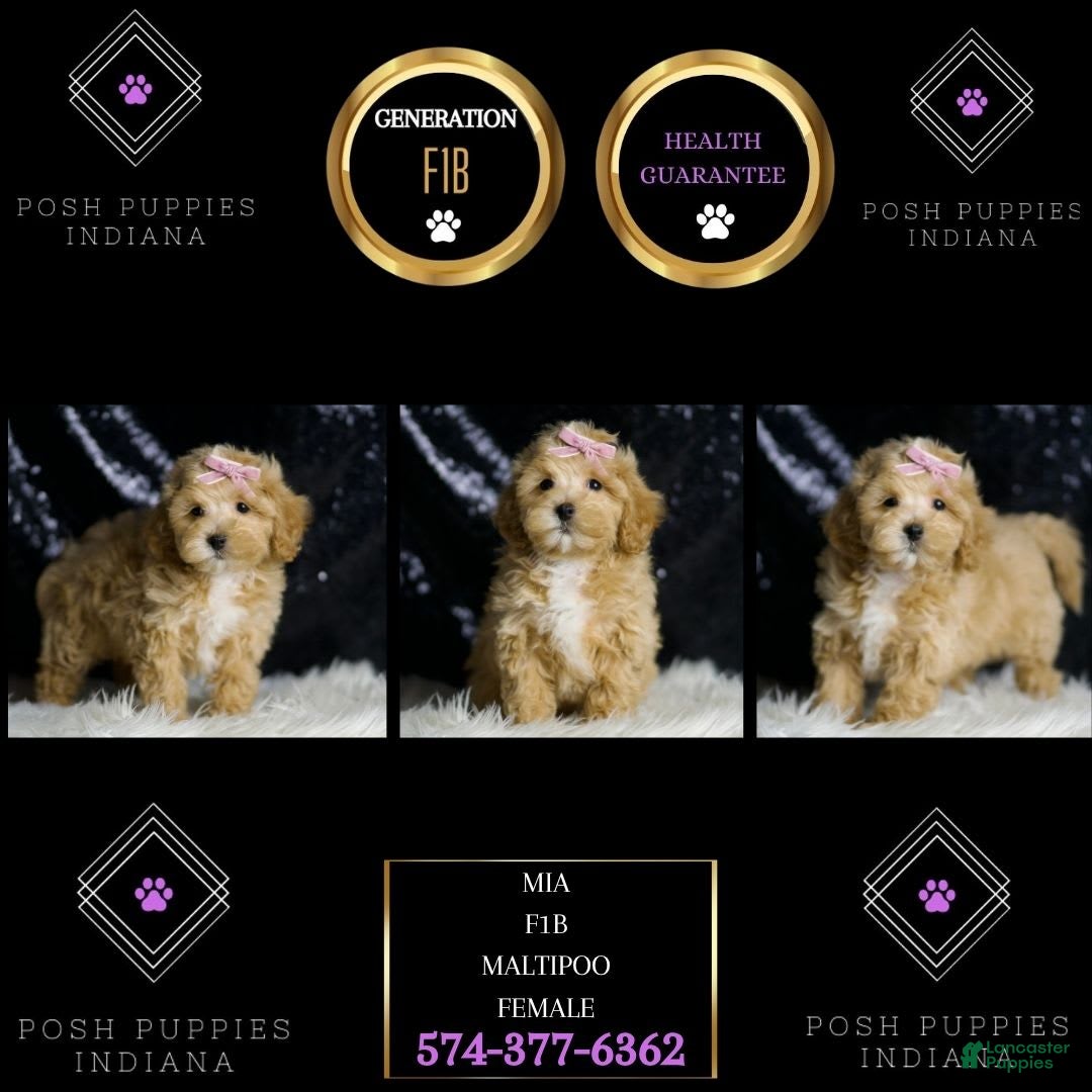 Maltipoo dogs for sale: Maltipoo 6 puppies - Image 5