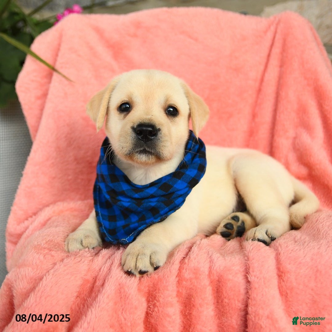 Labrador Retriever dogs for sale: Labrador Retriever 6 puppies - Image 9