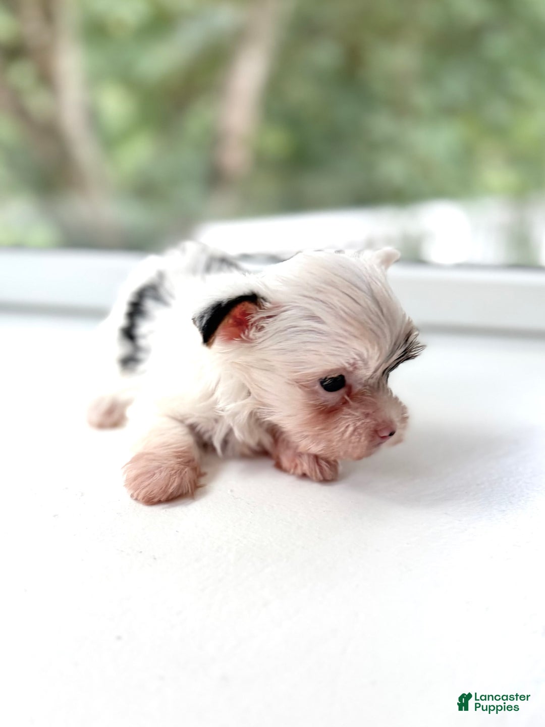 Yorkshire Terrier dogs for sale: Daniel - Image 13