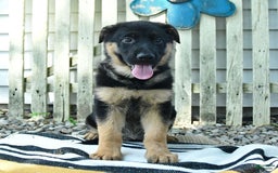German Shepherd dogs for sale: Millie - Image 3