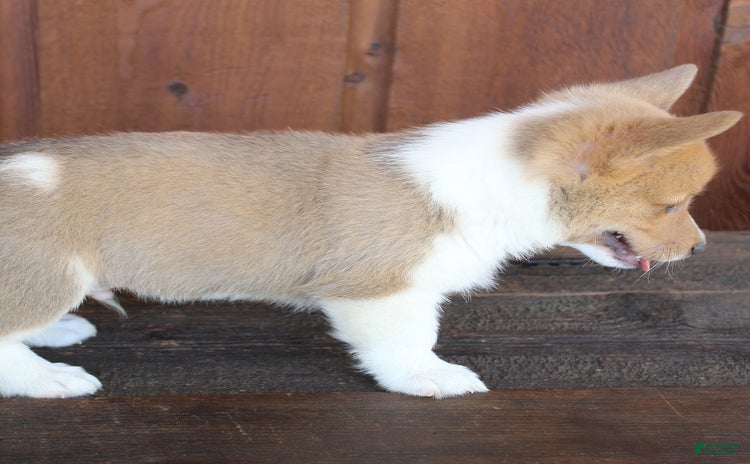 Welsh Corgi Pembroke dogs - Advert 28