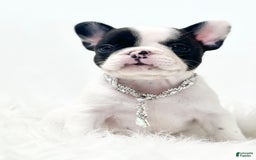 French Bulldog dogs for sale: Millie - Image 3