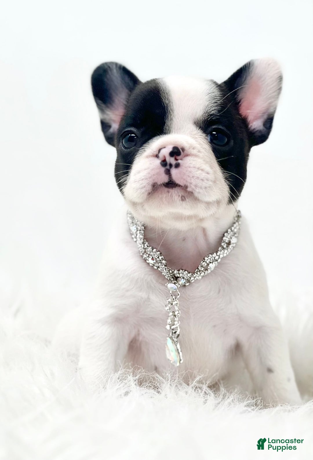 French Bulldog dogs for sale: Millie - Image 3