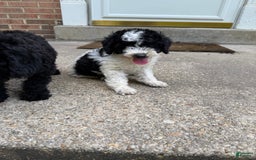 Miniature Poodle dogs for sale: Andy - Image 1