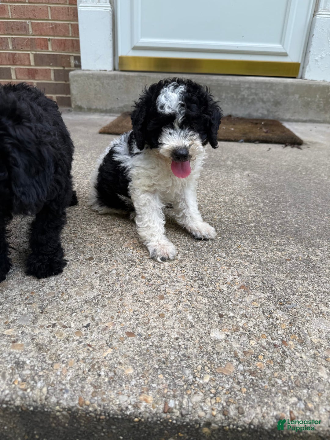 Miniature Poodle dogs for sale: Andy - Image 1