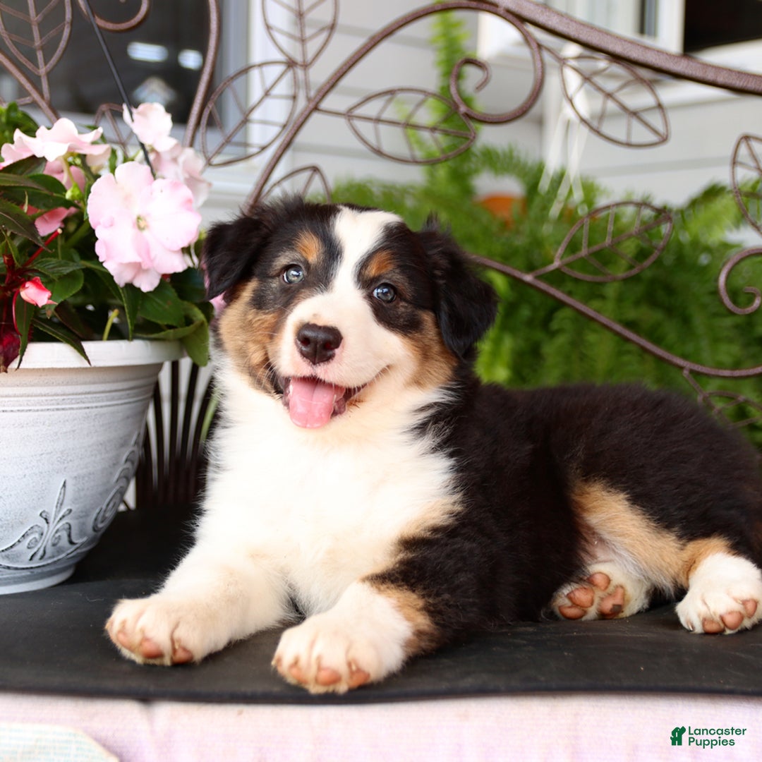 Australian Shepherd dogs for sale: Tessa - Image 3