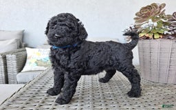 Standard Poodle dogs for sale: Jet Black ⚫️ - Image 4