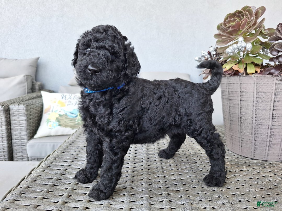 Standard Poodle dogs for sale: Jet Black ⚫️ - Image 4