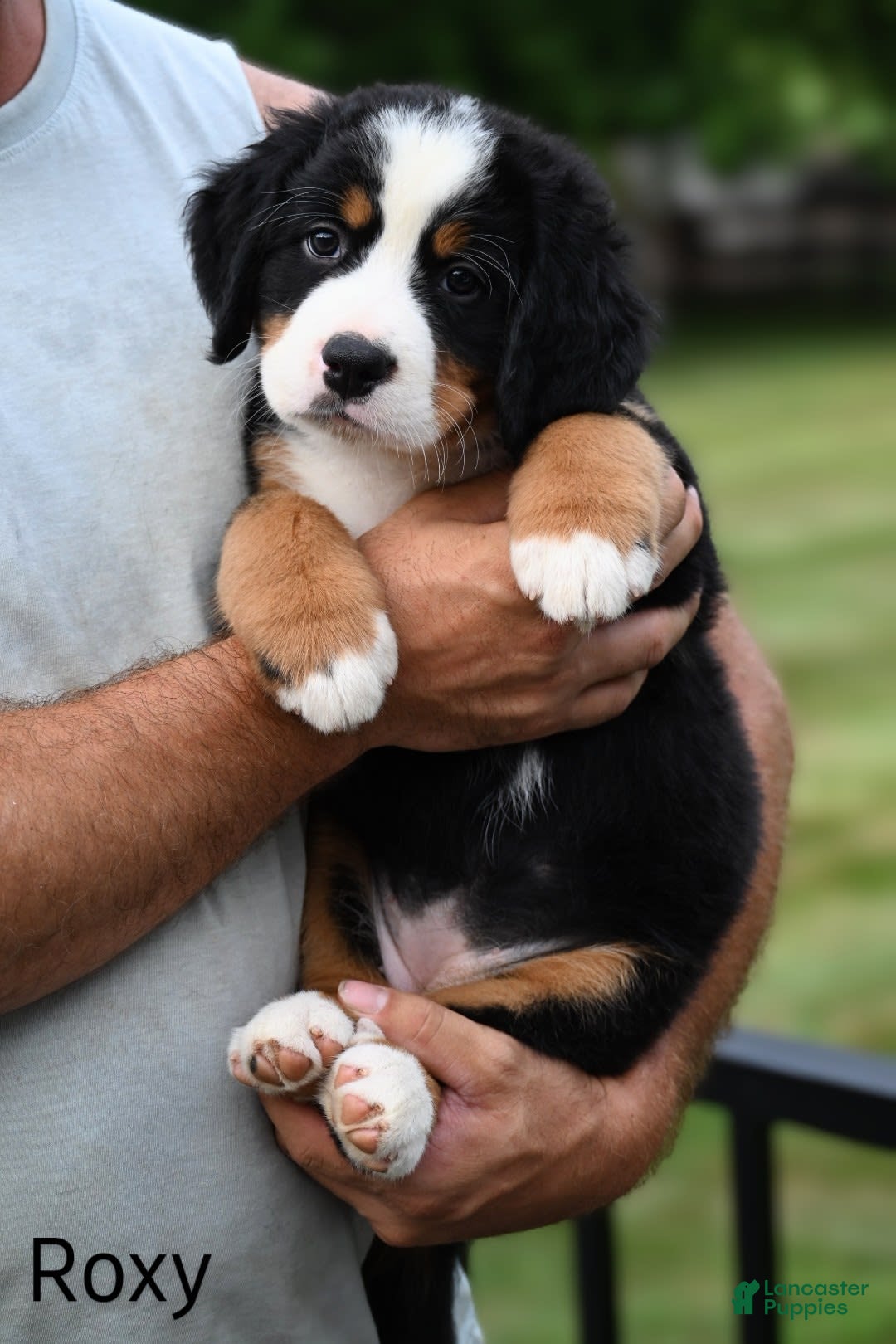 Bernese Mountain Dog dogs for sale: Roxy - Image 2