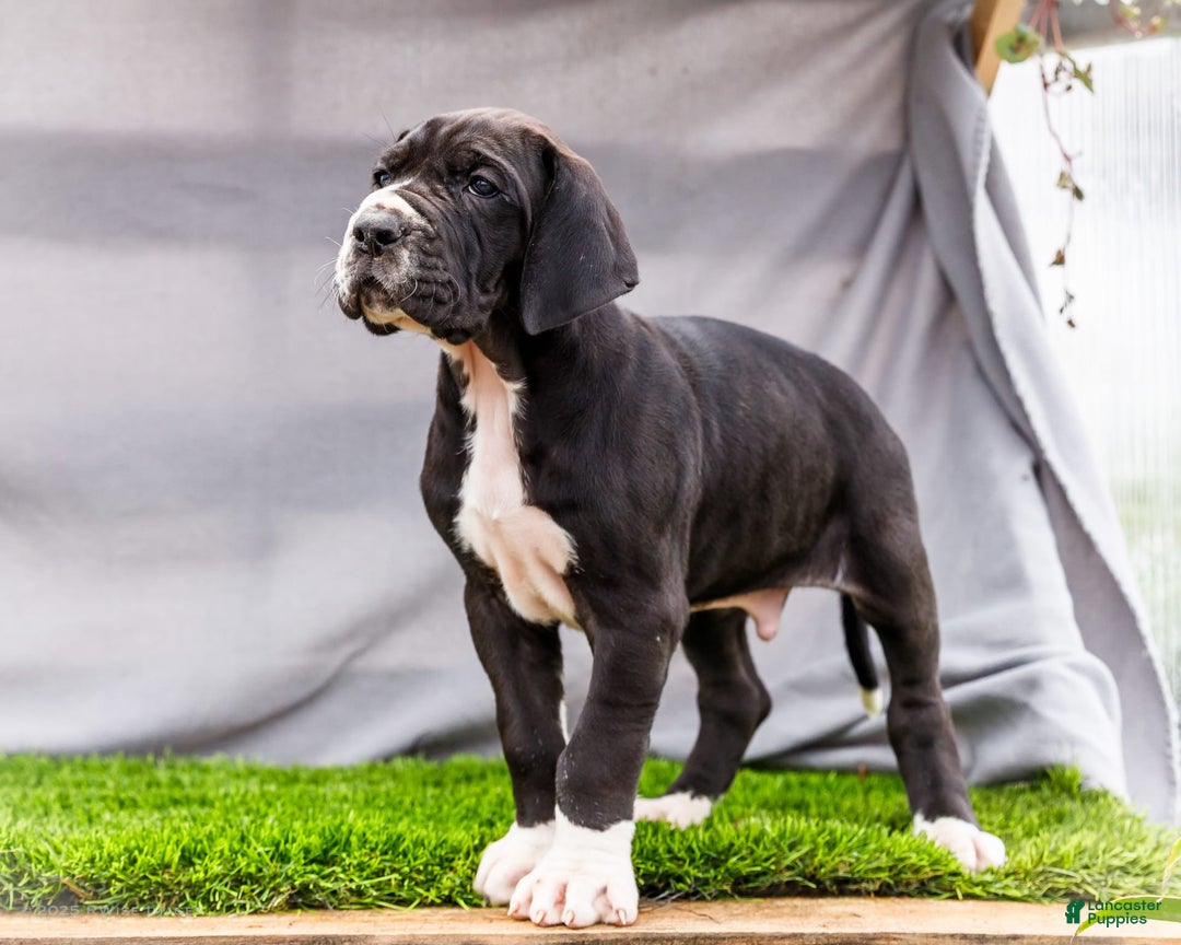 Great Dane dogs for sale: Trever - Image 3