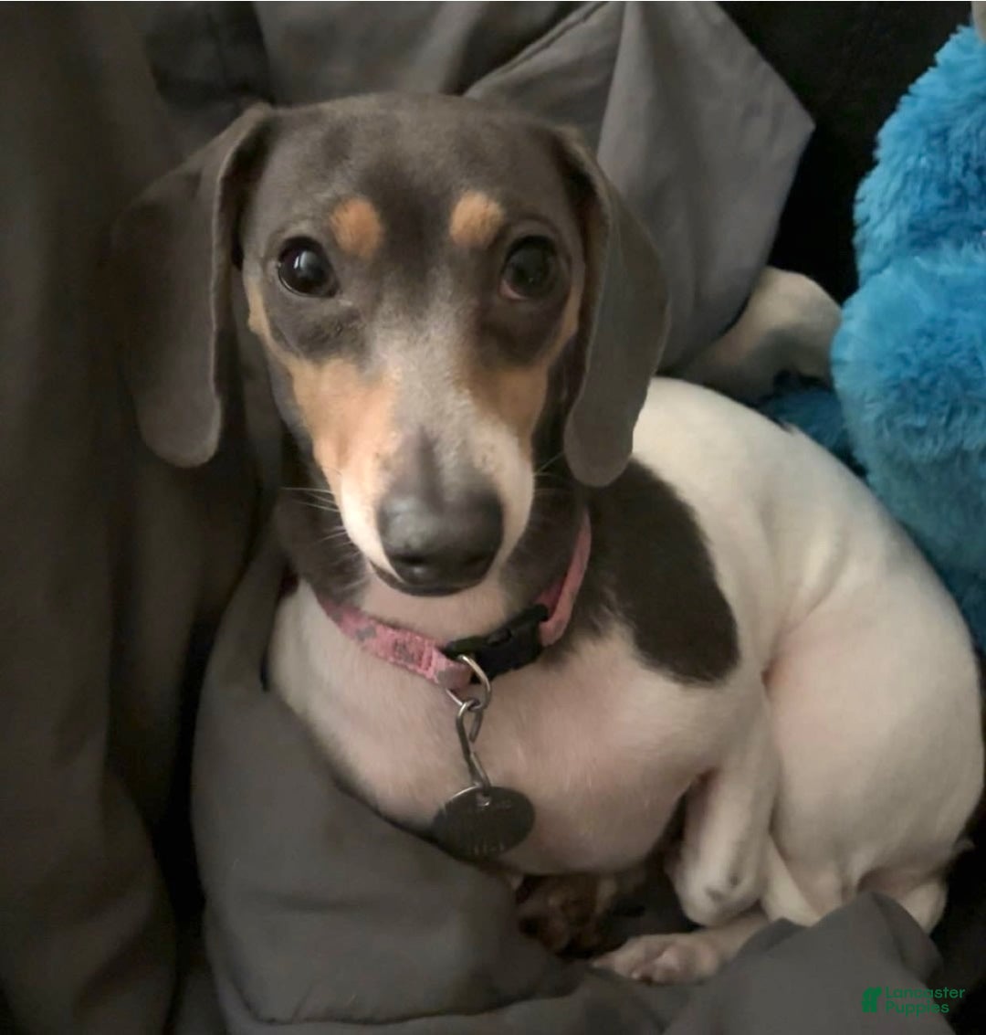 Miniature Dachshund dogs for sale: Blue - Image 5