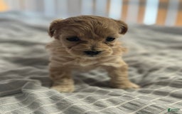 Maltipoo dogs for sale: Penny - Image 1