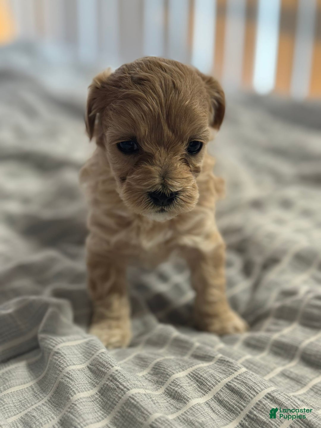 Maltipoo dogs for sale: Penny - Image 1