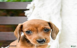 Dachshund dogs for sale: Dolly - Image 3