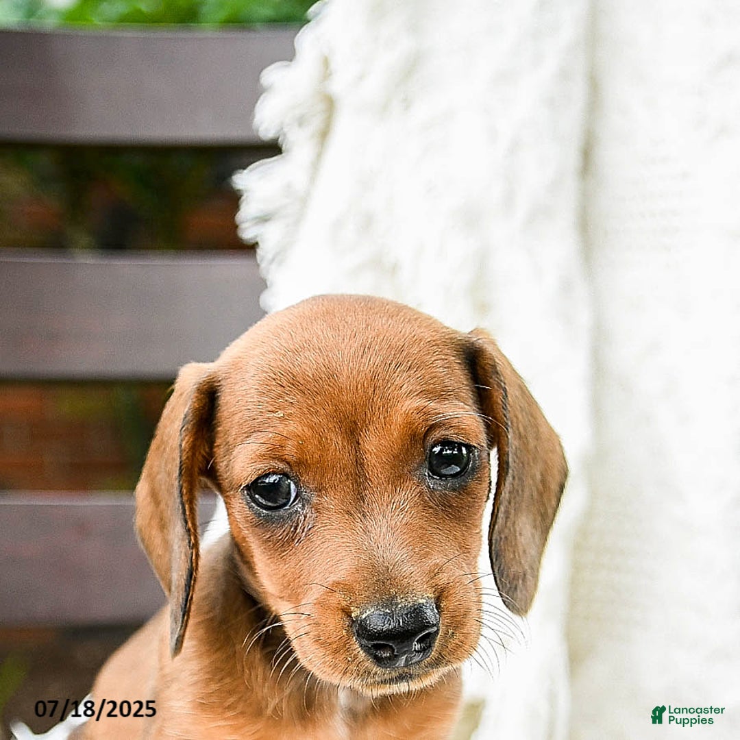 Dachshund dogs for sale: Dolly - Image 3