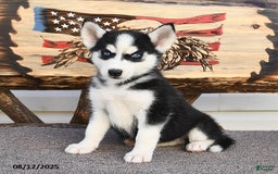 Siberian Husky dogs for sale: Ruby - Image 1