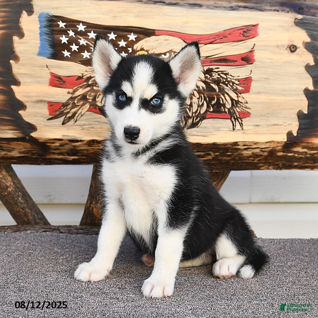Siberian Husky dogs for sale: Ruby - Image 1