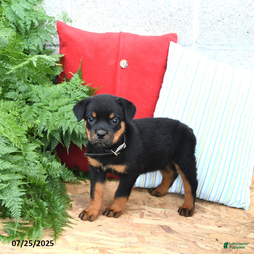 Rottweiler dogs for sale: Roxanne - Image 3
