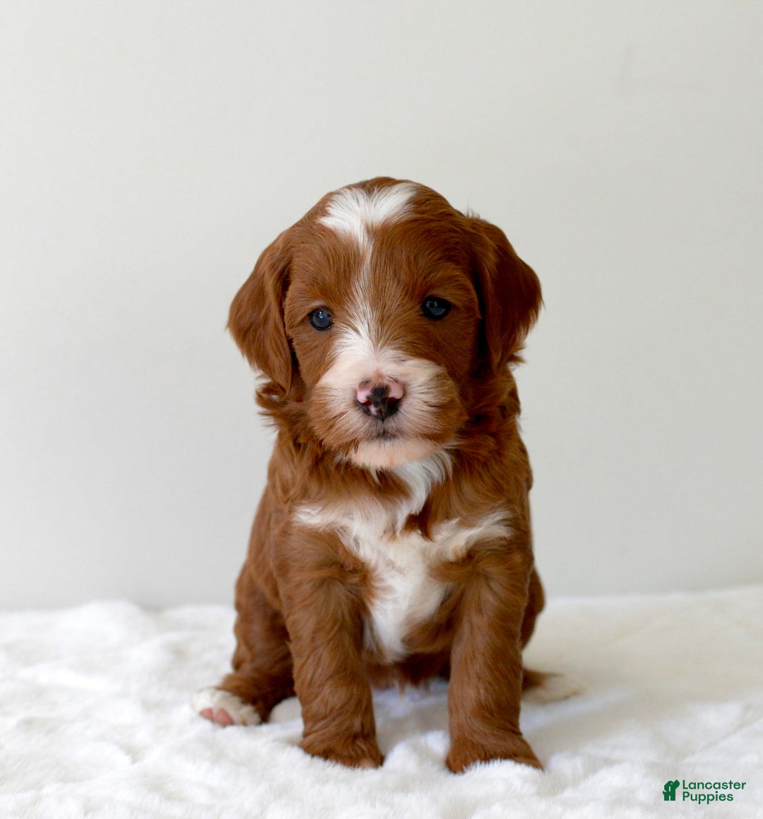 Mini Goldendoodle dogs for sale: Wrangler - Image 8