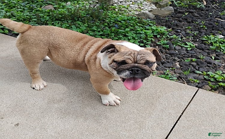 English Bulldog dogs for sale - Ad 4