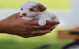 Toy Poodle dogs for sale: Memory - Image 5