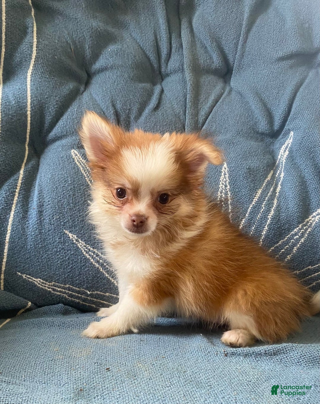 Pomchi dogs for sale: Bitsy - Image 3