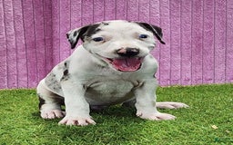 Catahoula Leopard Dog dogs for sale: Tess 2025 Female 5 - Image 6