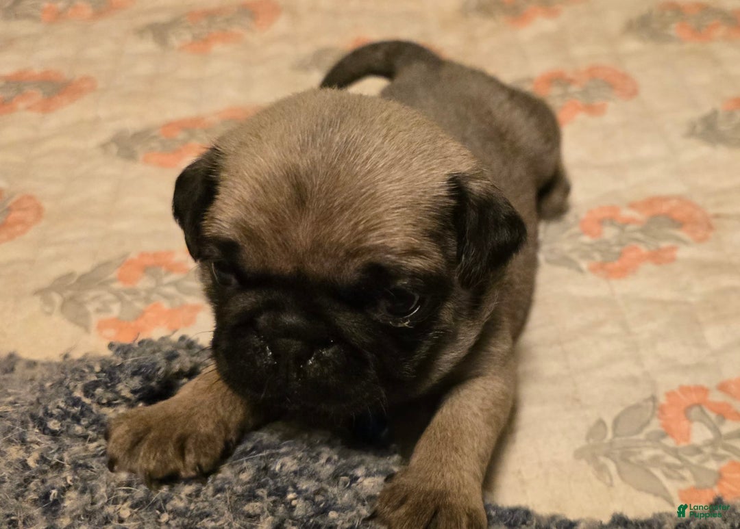 Pug dogs for sale: Dwight - Image 11