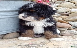 Mini Bernedoodle dogs for sale: Rambo - Image 16