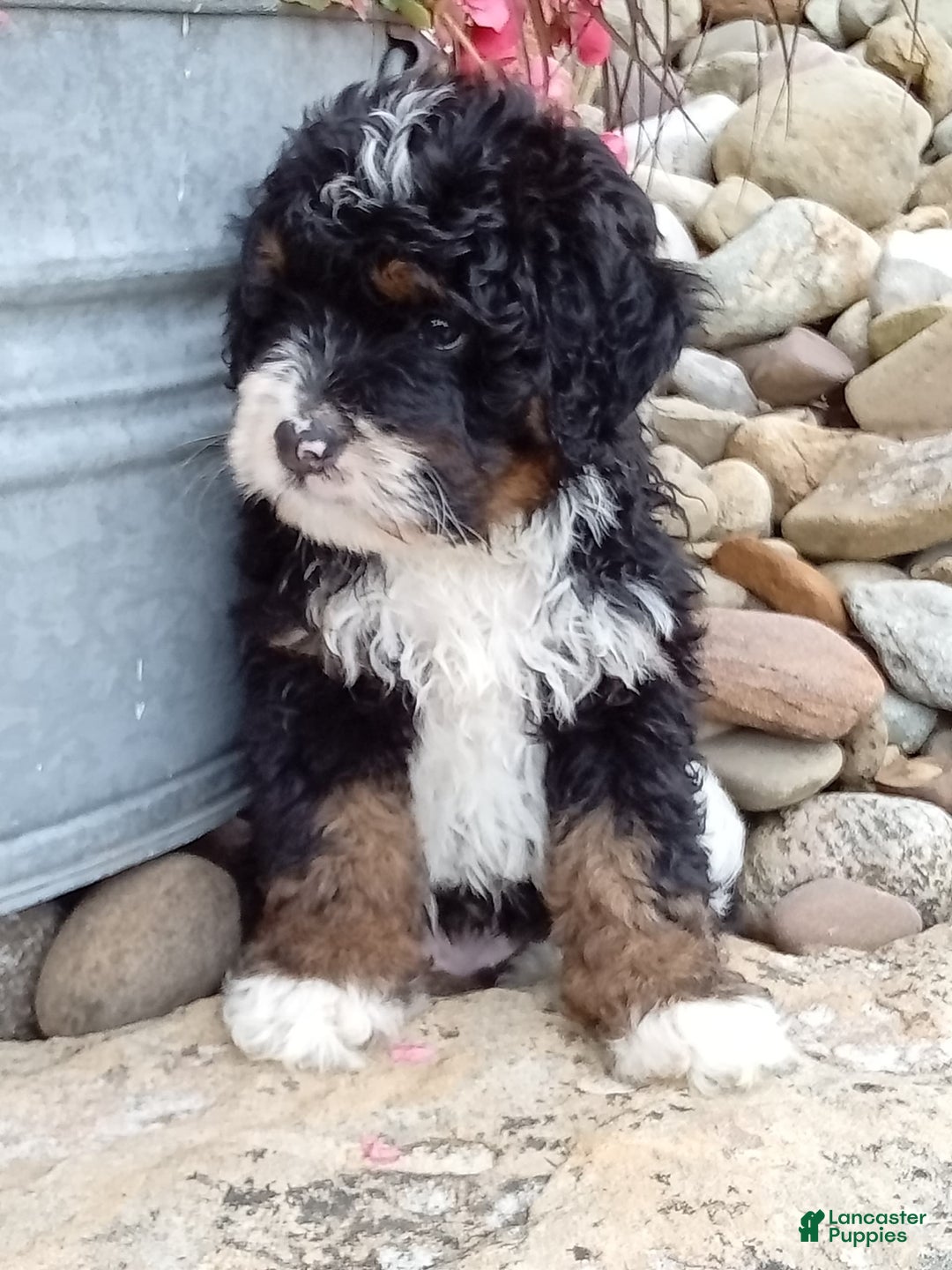Mini Bernedoodle dogs for sale: Rambo - Image 16