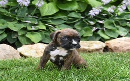 Boxer dogs for sale: Daisy - Image 5