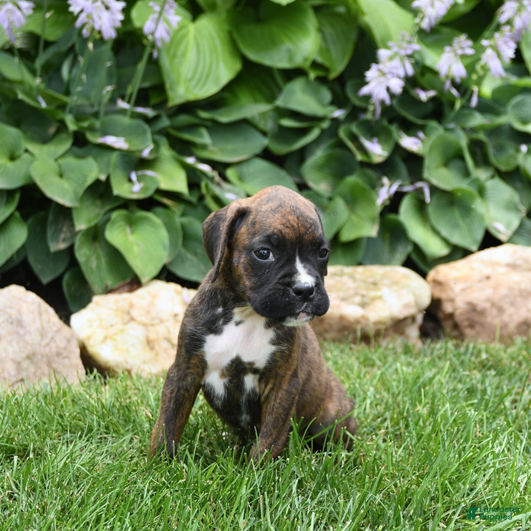 Boxer dogs for sale: Daisy - Image 5