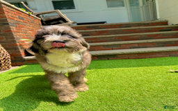 Goldendoodle dogs for sale: Zack - Image 2