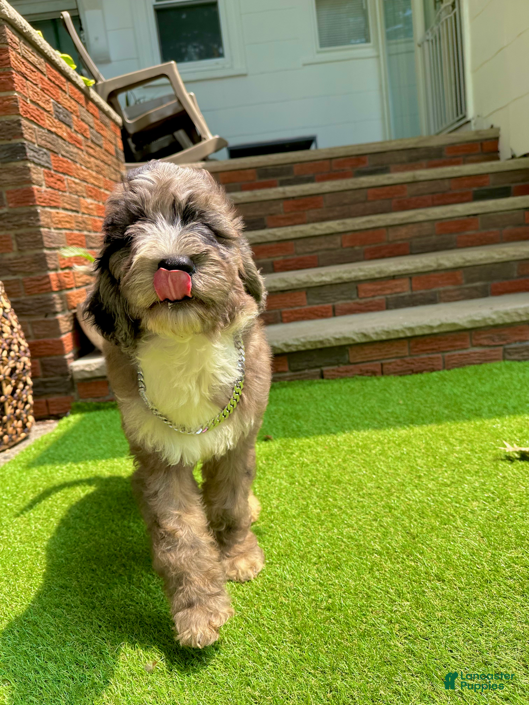 Goldendoodle dogs for sale: Zack - Image 2