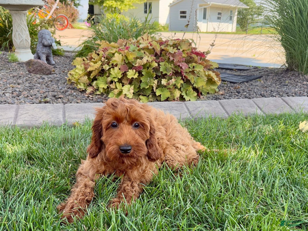 Cockapoo dogs for sale: Shellie - Image 8