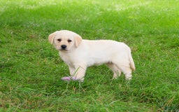 Labrador Retriever dogs for sale: Labrador Retriever 8 puppies - Image 17