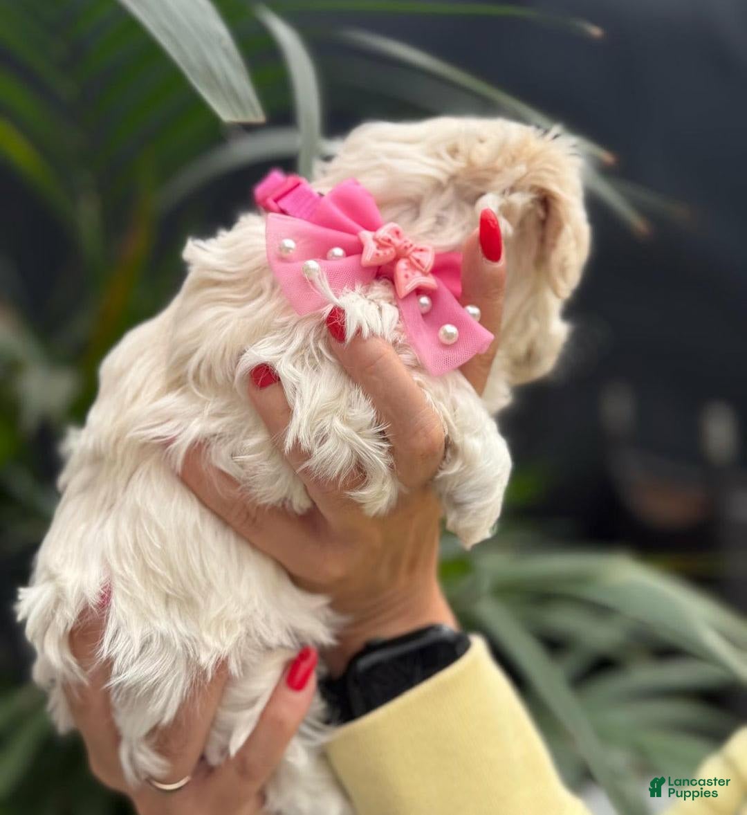 Maltipoo dogs for sale: Sally - Image 4