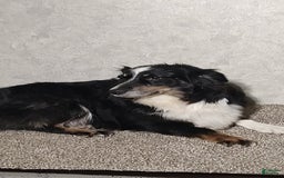 Miniature Australian Shepherd dogs for sale: Forest - Image 8