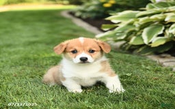Welsh Corgi Pembroke dogs for sale: Felix - Image 4